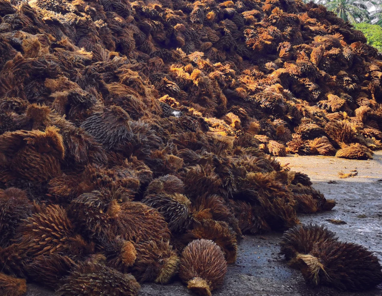Oil palm EFB feedstock